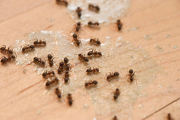 Best Termite Control Services  in Anderson Island, WA